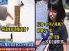 6張證明「台灣的新聞是世界的典範」的超爆笑經典畫面 5 記者大大,你有想過牛的感受嗎XD