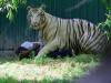 新德里動物園發表的最新關於老虎咬死人事件的最新死亡報告!結果出爐了,令大家都沉默了!
