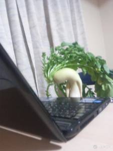 「農家大根逃走中!!」長出手腳的白蘿蔔糾竟下場會如何呢?