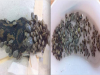 這隻巨大蟒蛇在森林裡被「可怕生物」攻擊!路人趕緊將它送醫卻把獸醫給嚇壞了,因為攻擊蟒蛇的生物竟然是....