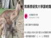 他和認真地媽媽說「袋鼠以前是吃無尾熊長大的!」媽媽聽了之後突然要揍他,完全不知道為什麼!