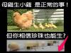 Amazing! 珍珠存9年“生出”5顆小珍珠專家:無法解釋