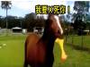 給馬一隻「尖叫雞」會發生什麼事情?網友搞笑實驗,結果馬兒一拿到尖叫雞就竟做出超驚人的舉動!