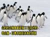 5種「外表看起來超可愛,卻擁有超恐怖獸性」的變態動物! 4 海豚竟然喜歡殺人後在棄屍!?