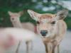 日本奈良的鹿匪究竟有多流氓？你餵了才知道！