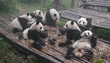 大熊貓「懶到連傳宗接代啪啪都沒興趣」快絕種！超狂Ａ片網站：「扮成熊貓拍下影片就捐錢！」
