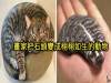 藝術家「把硬邦邦的石頭變成栩栩如生的畫作」化腐朽為神奇!不仔細看「還真的看不出來」竟然全部都是石頭!
