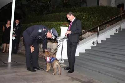 對人太友好，這小警犬就這麼被警隊給炒了...最後小奶狗做出這樣的抗議反擊