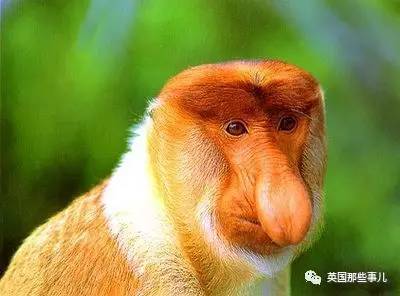 鼻子越大老婆越多 嗯，在這群東南亞猴子中，沒個大鼻子，很難找到老婆