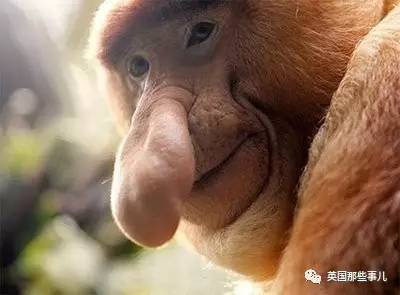 鼻子越大老婆越多 嗯，在這群東南亞猴子中，沒個大鼻子，很難找到老婆