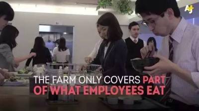 這家日本公司，把開心農場搬到公司裡，居然允許員工上班時間在辦公室裡種地，工作累了就去收割