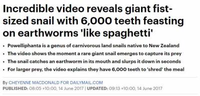 恐怖！近距離拍到了新西蘭巨型食肉蝸牛，和拳頭一樣大，有6000顆牙，吃蚯蚓好像吃意大利麵條！（慎入）