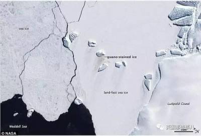 有群很努力的科學家，每天盯著衛星圖，數企鵝們拉了多少屎...