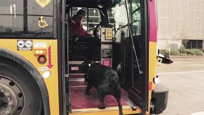 在西雅圖有隻很紅的狗狗，牠會自己搭公車到公園玩耍，讓牠養成這樣的習慣全都是因為一根菸...