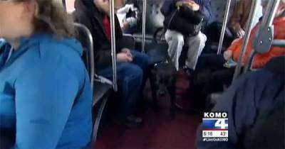 在西雅圖有隻很紅的狗狗，牠會自己搭公車到公園玩耍，讓牠養成這樣的習慣全都是因為一根菸...