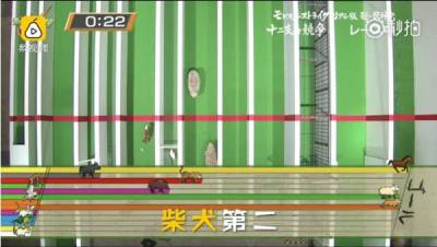 日本人搞了一場12生肖賽跑大賽，獲得冠軍的竟然是......