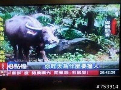 6張證明「台灣的新聞是世界的典範」的超爆笑經典畫面 5 記者大大，你有想過牛的感受嗎XD