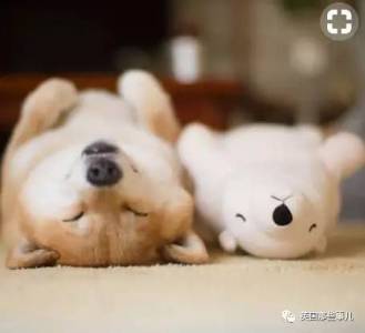 2011年日本大地震後，治癒了無數人的柴犬...牠的笑，真的有魔力啊！！