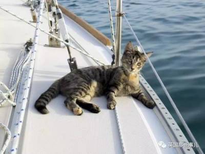 一邊開船一邊玩貓一邊把狗糧灑向全世界！我就想看你們還能怎麼花樣秀恩愛....