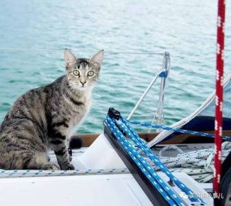 一邊開船一邊玩貓一邊把狗糧灑向全世界！我就想看你們還能怎麼花樣秀恩愛....