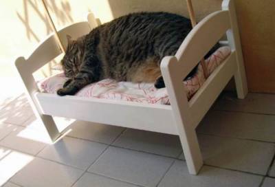 自從喵星人盯上IKEA一款床後，回床率猛增...然而這是一款對胖砸充滿惡意的床啊！