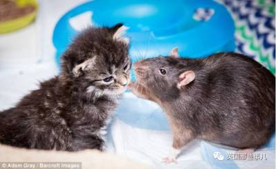 誰說老鼠見了貓就會嚇破膽，紐約的這兩隻吱星人，成為了喵星人的最萌鼠奶爸