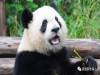 滾滾:你們人類真討厭,摔個跤都能給我剪成合輯!!這配樂是要鬧哪樣