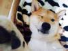 這隻柴犬之前沉迷看劇,現在沉迷帶娃,也是厲害了...