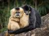 8種「一夫一妻」的動物,相比之下人類顯得很渣!
