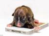 世界最小狗身如iPhone大小