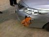 【好笑】無敵公雞大戰豐田車,車毀,雞在!