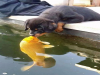 什麼？一隻小狗狗在河邊喝水的時候，不小心與水中的魚接吻了？ ？ ？