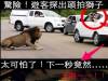 驚險下一秒!遊客到野生動物園看獅子時...