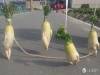 「農家大根逃走中!!」長出手腳的白蘿蔔糾竟下場會如何呢?