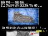 撿到一隻貓,本以為她只是毛多…沒想到剃完以後發現~!!