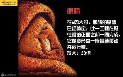 攝影師記錄從接吻到生子,造人做的那些事!我們就是這樣來的!太不可思議了!