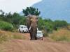在非洲惹大象抓狂的下場
