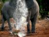 納米比亞花豹大膽靠近象群遭噴水驅趕