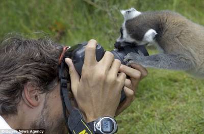 頑皮狐猴愛拍照：搶奪攝影師相機