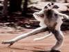 馬達加斯加狐猴大跳滑稽舞步逗樂遊客