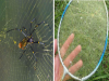 他用蜘蛛網製造球拍網線，起初大家笑翻了！結果卻讓人難以置信！