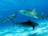 這些驚人照片展示了這位南非自由潛水者和虎鯊同游的精彩瞬間。
