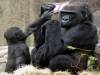 動物搞笑照：大猩猩玩遊戲機羊駝衝浪